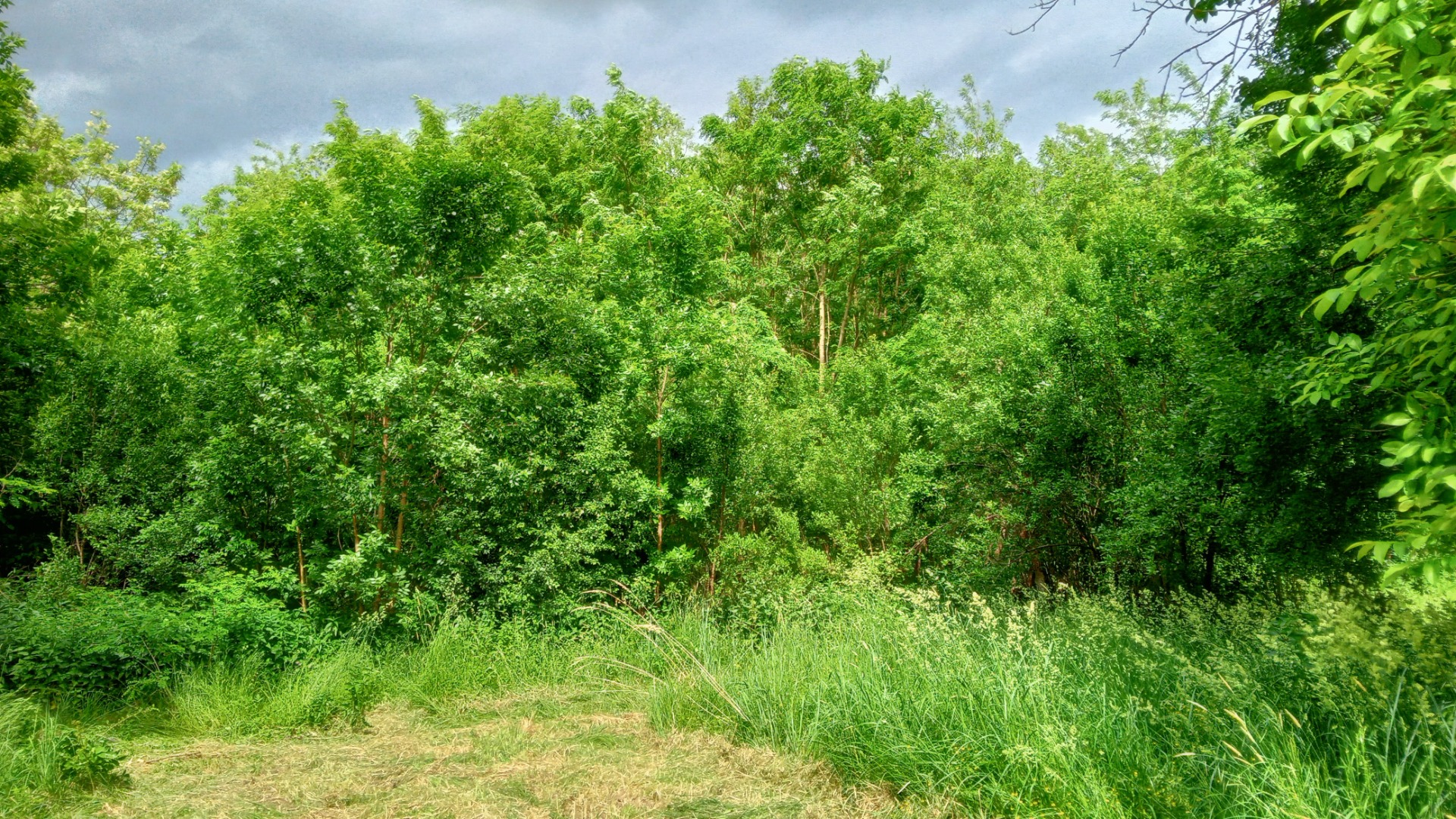 Kertünk vége, ahol az erdőnk kezdődik